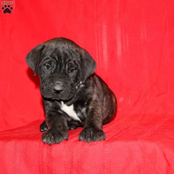 Leggett, Cane Corso Puppy